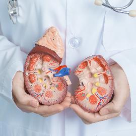 Urologia